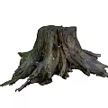 Natural Stone Wood Stumps With Green Moss And Textured Roots