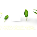 Fresh Green Indoor Plant Leaves With Vibrant Foliage On White Background