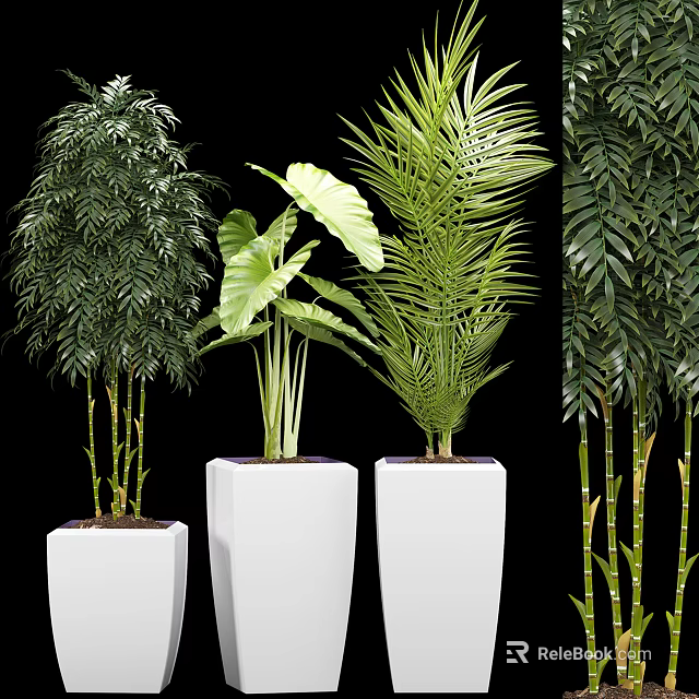 Bonsai Potted Plants in White Square Planters with Various Green Foliage 3d model 