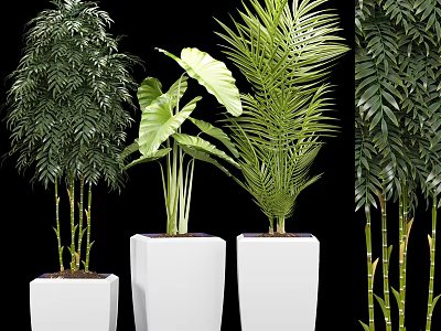 Bonsai Potted Plants in White Square Planters with Various Green Foliage 3d model