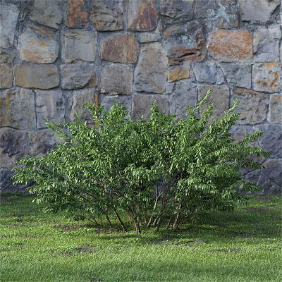 Lush Green Shrub Growing In Front Of Stone Wall On Fresh Grass 3d model