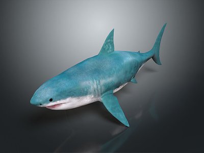 shark great white shark whale shark hammerhead shark tiger head shark man-eating shark blue shark coral red coral white coral 3d model