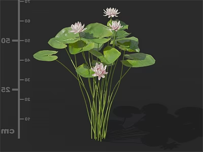 Blooming Pink Water Lilies With Green Lily Pads And Tall Stems 3d model