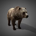 Realistic Brown Bear 3D Model With Detailed Fur Texture In Standing Pose On Gray Background