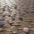 Aquatic Animals Seashells Scattered On Sandy Beach With Ripples And Sunlight