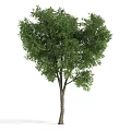 Lush Green Arbor Tree With Brown Trunk And Natural Foliage Shape 3d model