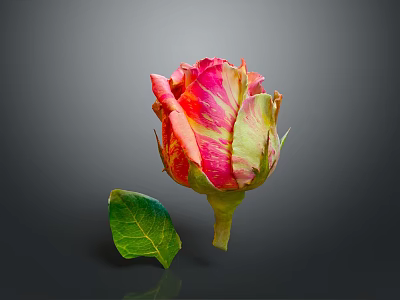 Bonsai Potted Plant With Pink And Orange Rose Bud And Green Leaf 3d model
