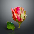 Bonsai Potted Plant With Pink And Orange Rose Bud And Green Leaf