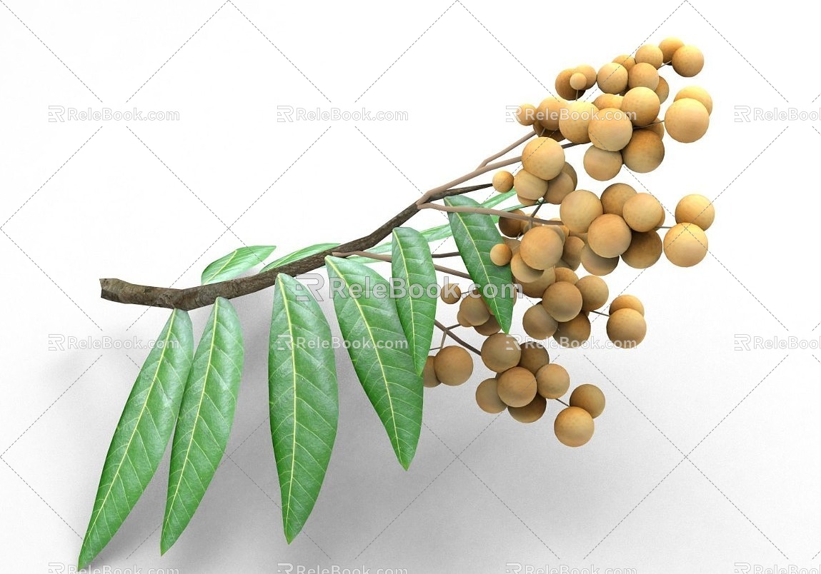 longan longan 3d model