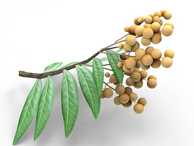 Cluster of Ripe Longan Fruit with Fresh Green Leaves on Branch 3d model