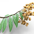 Cluster of Ripe Longan Fruit with Fresh Green Leaves on Branch