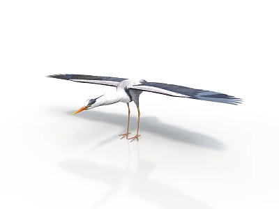 Elegant Egret With Spread Wings And Graceful Posture On White Background 3d model