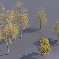 Trees With Yellow Leaves And White Trunks On Gray Ground Different Sizes And Shadows