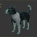Black and white dog standing with erect ears open mouth pink tongue and curled tail