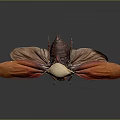 Colorful Moth With Red Orange Wings And White Body On Dark Background