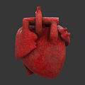 Human Heart Anatomical Model Medical Device for Medical Education and Training