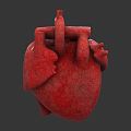 The modern human heart. 3d model