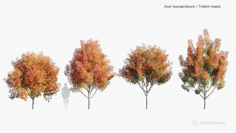 Acer saccharum Trees With Colorful Autumn Foliage For Garden Landscape Design 3d model 