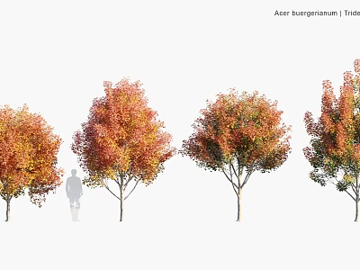 Acer saccharum Trees With Colorful Autumn Foliage For Garden Landscape Design 3d model