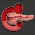 Detailed 3D Anatomical Model of Abdominal Organs Showing Stomach and Pancreas Structure
