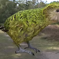 Green And Brown Feathered Flighted Parrot In Outdoor Nature Scene