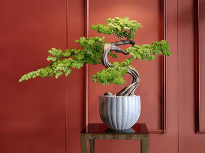 Bonsai Tree With Twisted Trunk And Green Foliage In White Pot On Red Wall Background 3d model