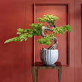 Bonsai Tree With Twisted Trunk And Green Foliage In White Pot On Red Wall Background