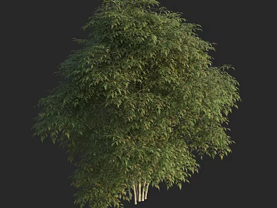 Tall Tree With Lush Green Foliage And Thick Trunk In Natural Scene 3d model
