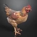Colorful Chicken With Red Comb Brown Feathers And Standing Posture On Dark Background