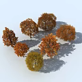 Autumn Colored Trees With Vibrant Foliage In Grouped Arrangement And Shadows