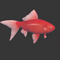 Red Goldfish with White Fins and Tail on Black Background with Clear Reflection