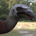 Large Brown Flying Animal With Long Neck And Legs Standing On Grassland