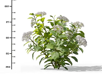 Green Leafy Plant With White Flowers And Height Measurement Scale 3d model
