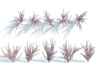 Multiple Purple Flowering Shrubs Arranged In Rows With Natural Shadows 3d model