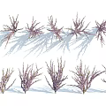 Multiple Purple Flowering Shrubs Arranged In Rows With Natural Shadows