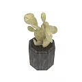 Green Cactus Plants With Spines On Stone Bases For Home Decor