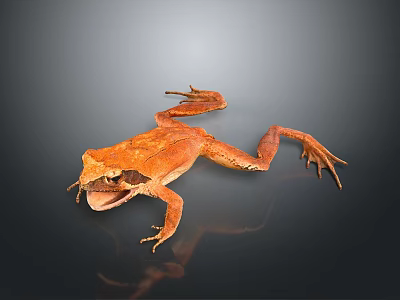 Orange Frog with Open Mouth Lying on Black Surface Showing Reflection 3d model