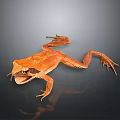 Orange Frog with Open Mouth Lying on Black Surface Showing Reflection 3d model