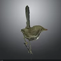Standing Bird Taxidermy with Light Brown Feathers and Orange Beak on Gray Background