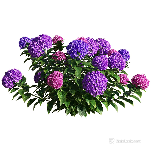 Beautiful Purple and Pink Hydrangea Flowers with Green Leaves in Garden 3d model 