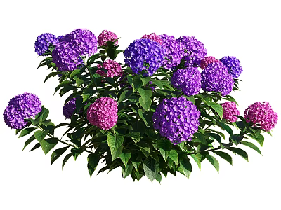 Beautiful Purple and Pink Hydrangea Flowers with Green Leaves in Garden 3d model