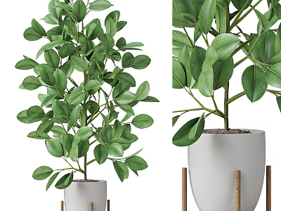 Indoor Garden Decor Green Leafy Plant In White Planter With Wooden Stand 3d model