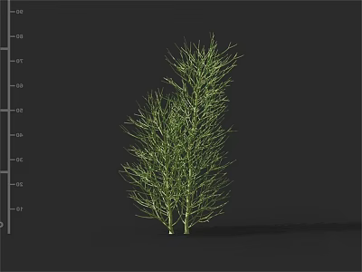 Modern Pine Leaf Fern 3d model