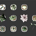 Various Succulent Plant Species Arranged in White Pots on Black Background