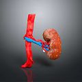 3D Rendered Human Kidney with Connected Blood Vessels Anatomical Structure