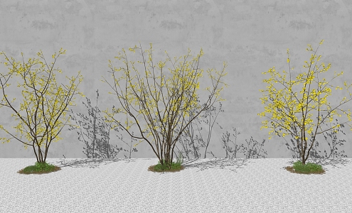 Wintersweet SU model 3d model