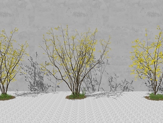 Wintersweet SU model 3d model