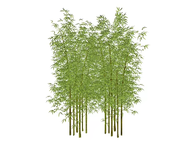 Tall Bamboo Grove With Lush Green Leaves And Straight Stems 3d model