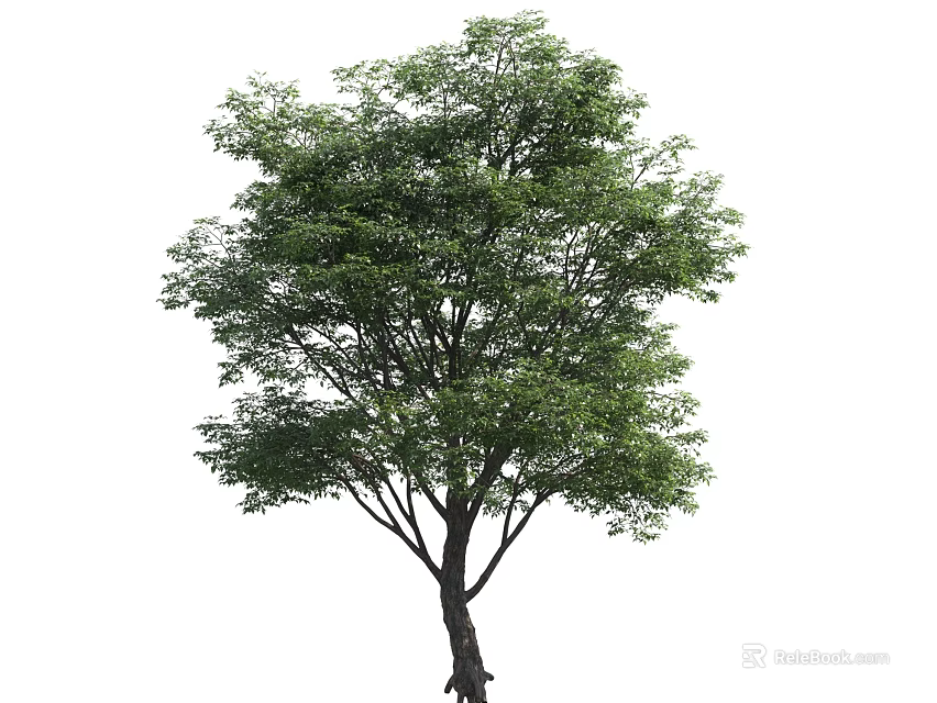 Healthy Green Tree with Dense Foliage and Thick Trunk in Isolated Background 3d model 