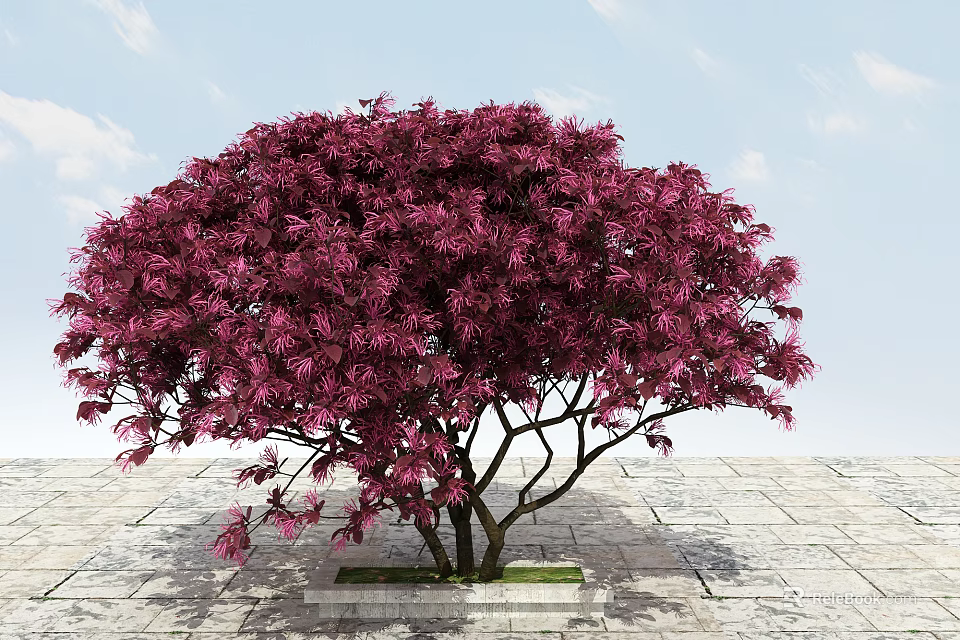 Purple Red Leaf Arbor With Dark Trunk On Stone Pavement Under Blue Sky 3d model